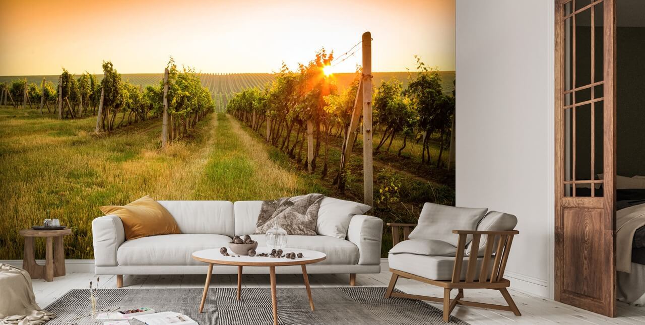 Sunrise over a vineyard Mural Wallpaper Wallsauce UK