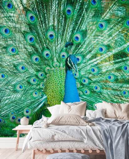 Portrait of Peacock with Feathers Out Mural 
