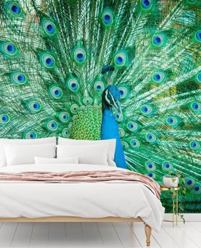 Portrait of Peacock with Feathers Out Mural 