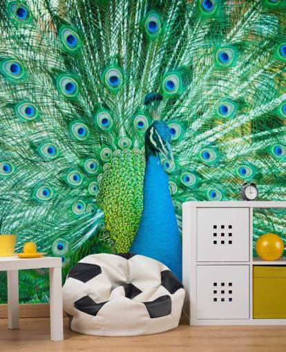 Portrait of Peacock with Feathers Out Mural 