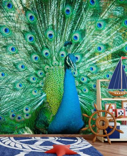 Portrait of Peacock with Feathers Out Mural 