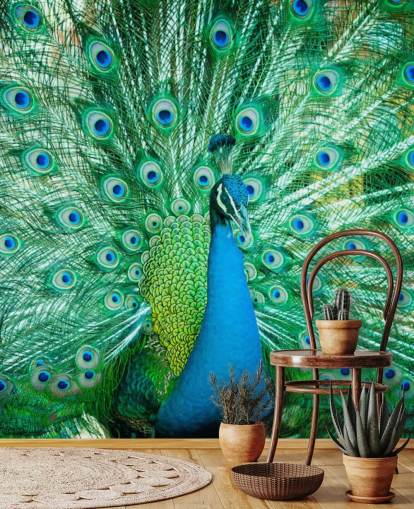 Portrait of Peacock with Feathers Out Mural 