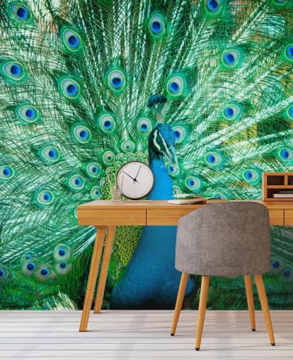 Portrait of Peacock with Feathers Out Mural 