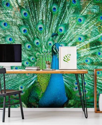 Portrait of Peacock with Feathers Out Mural 