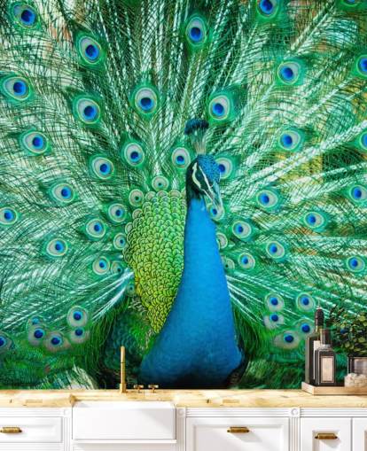 Portrait of Peacock with Feathers Out Mural 