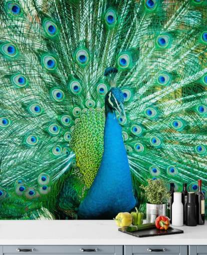 Portrait of Peacock with Feathers Out Mural 