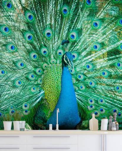 Portrait of Peacock with Feathers Out Mural 