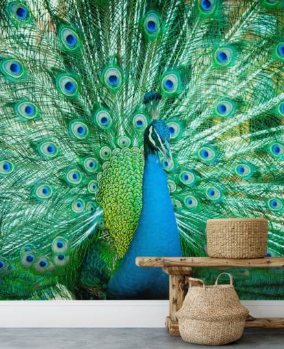 Portrait of Peacock Peacock Wallpaper