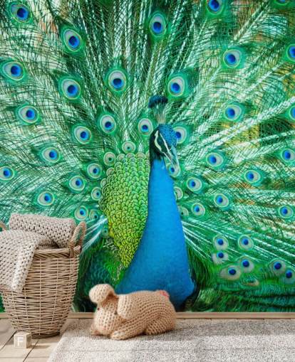 Portrait of Peacock with Feathers Out Mural 