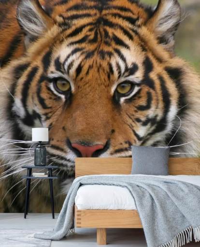 Close Up Tiger Face Wallpaper