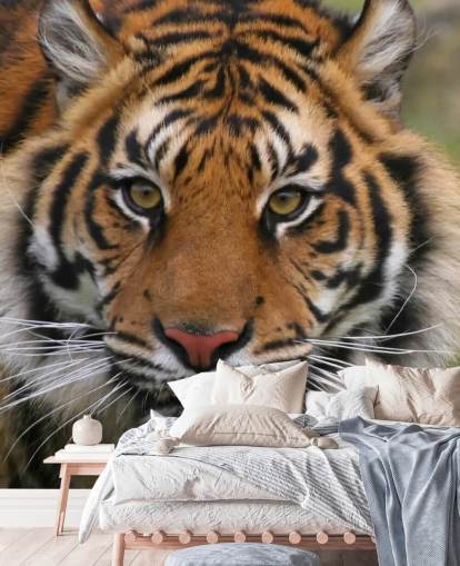 Fondo de pantalla de cara de tigre Fondo de pantalla de cara de tigre