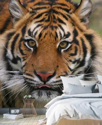 Close Up Tiger Face Wallpaper