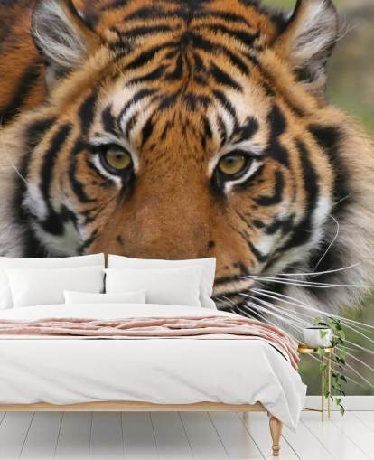 Close Up Tiger Face Wallpaper