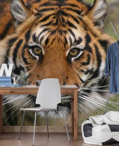 Nahaufnahme Tigergesicht Tapete Nahaufnahme Tigergesicht Tapete