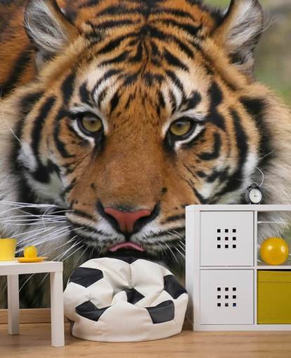 Close Up Tiger Face Wallpaper