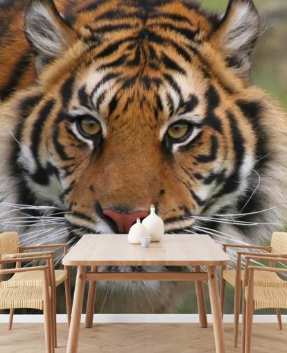 Carta da parati Close Up Tiger Face