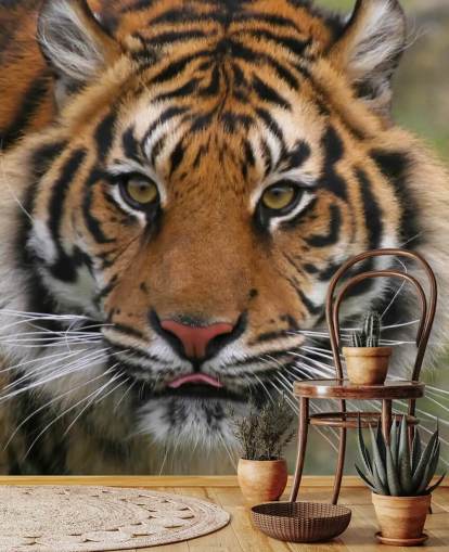Nahaufnahme Tigergesicht Tapete
