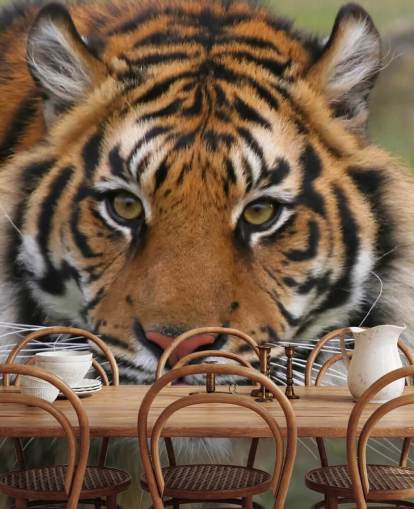 Close Up Tiger Face Wallpaper