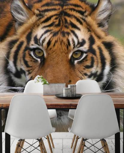 Close Up Tiger Face Wallpaper