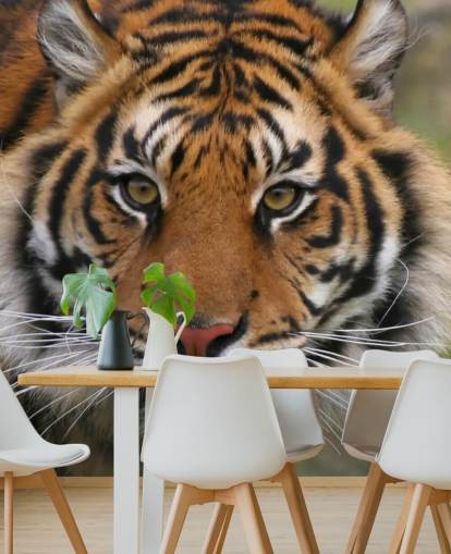 Lähikuva Tiger Face Taustakuva Lähikuva Tiger Face Taustakuva