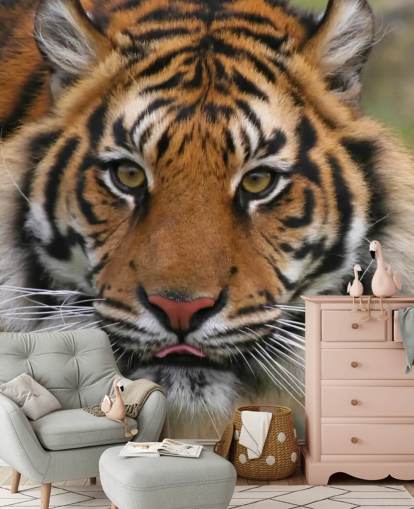 Nära upp Tiger Face Bakgrund