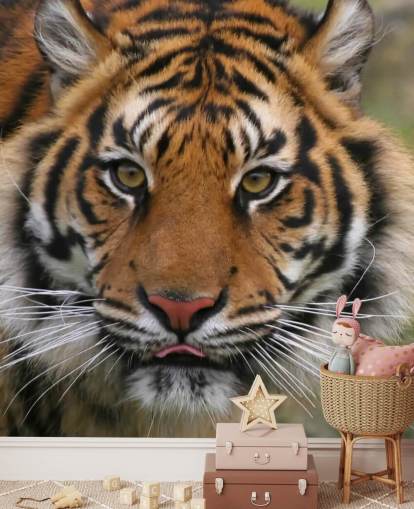 Close Up Tiger Face Wallpaper