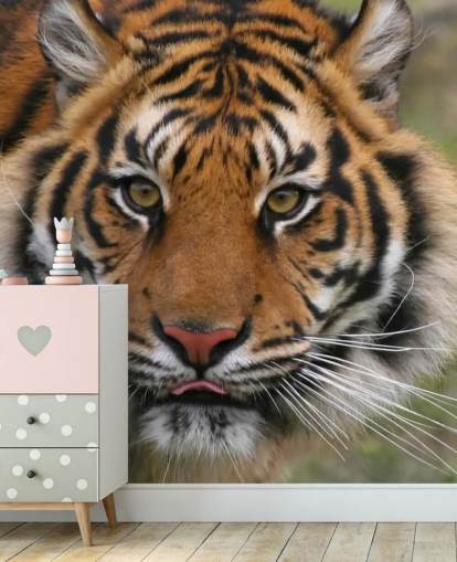 Lähikuva Tiger Face Taustakuva