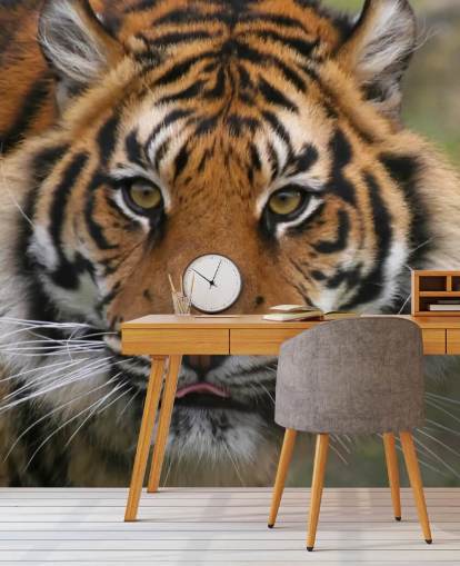 Close Up Tiger Face Wallpaper