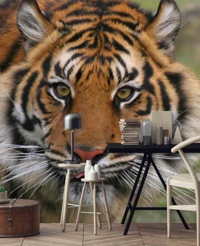 Fondo de pantalla de cara de tigre Fondo de pantalla de cara de tigre