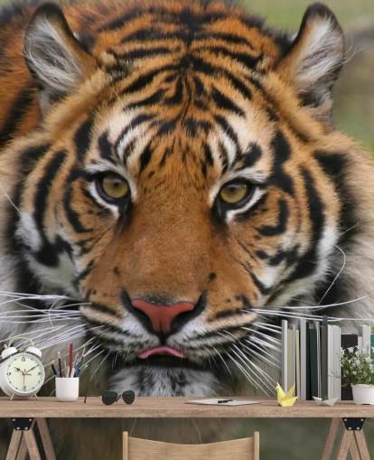 Close Up Tiger Face Wallpaper