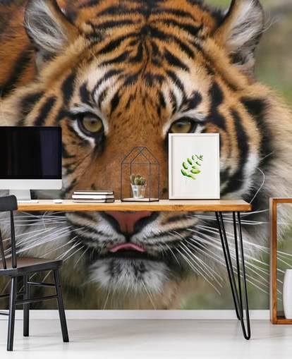 Close Up Tiger Face Wallpaper