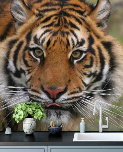 Close Up Tiger Face Wallpaper