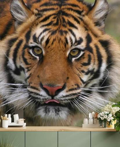 Close Up Tiger Face Wallpaper