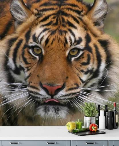 Close Up Tiger Face Wallpaper