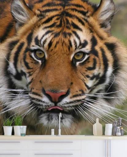 Close Up Tiger Face Wallpaper Close Up Tiger Face Wallpaper