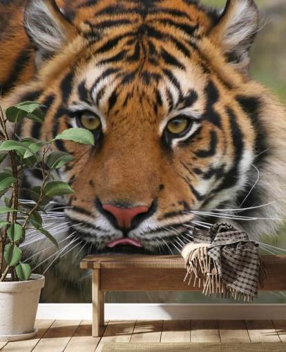 Fondo de pantalla de cara de tigre Fondo de pantalla de cara de tigre