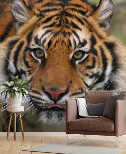 Fond d'écran de visage de tigre Fond d'écran de visage de tigre