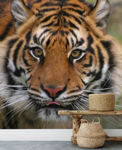 Close Up Tiger Face Wallpaper