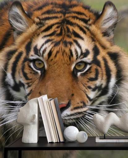 Close Up Tiger Face Wallpaper