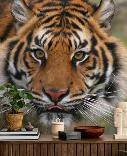 Fondo de pantalla de cara de tigre Fondo de pantalla de cara de tigre