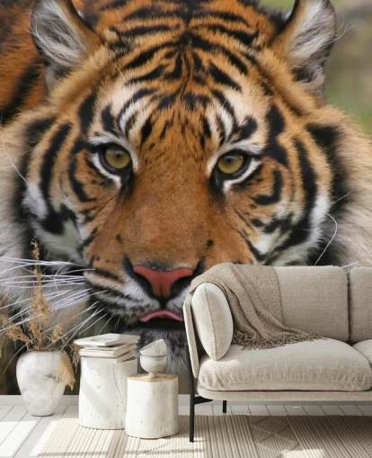 Close Up Tiger Face Wallpaper