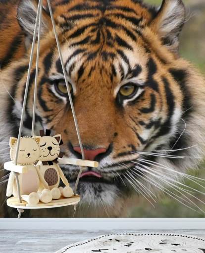 Nærbilde Tiger Face Bakgrunn