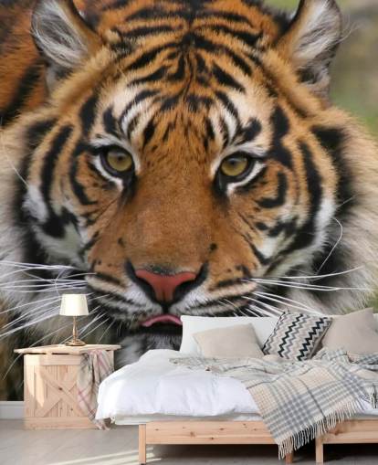 Tæt Op Tiger Face Baggrund Tæt Op Tiger Face Baggrund