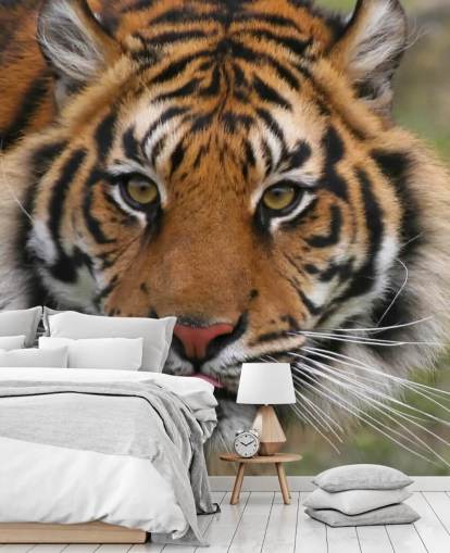 Close Up Tiger Face Wallpaper