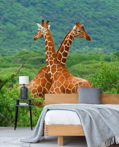 Giraffen kämpfen Tapete