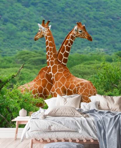 Papel de parede de luta girafas