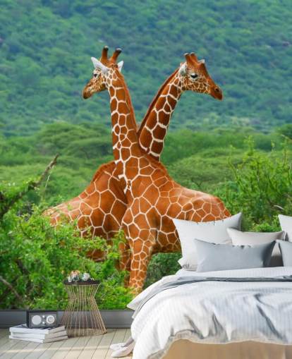 Giraffes Fighting Wallpaper