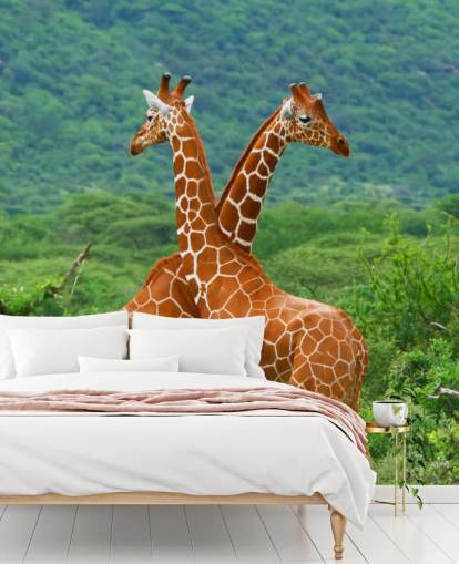 Giraffes Fighting Wallpaper