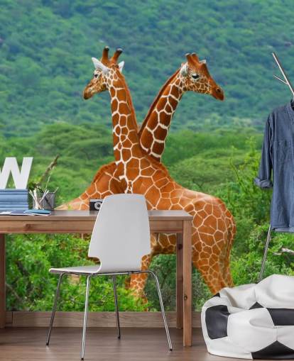 Papier peint Girafes Fighting