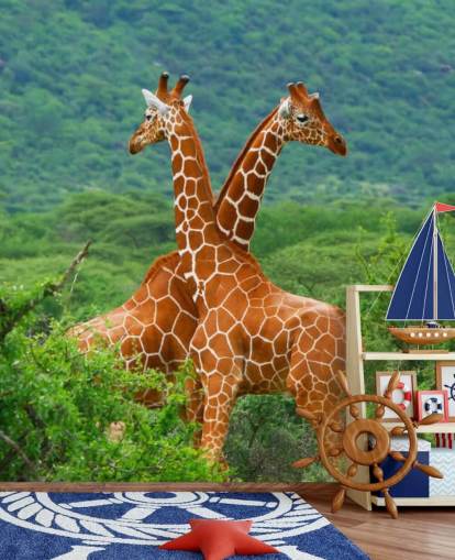 Giraffes Fighting Wallpaper Giraffes Fighting Wallpaper